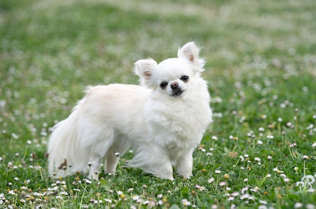 Kleine chihuahua blijft in de lente in de natuur