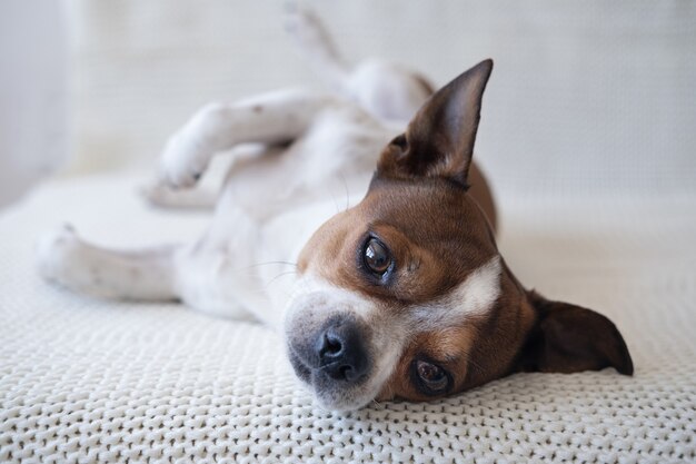 Kleine chihuahua hond camera kijken