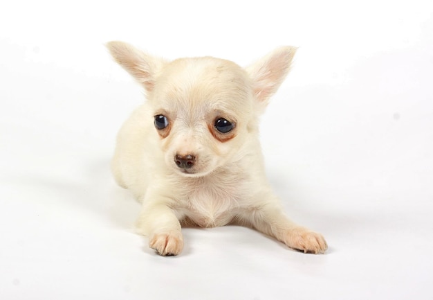 Kleine chihuahua-puppy