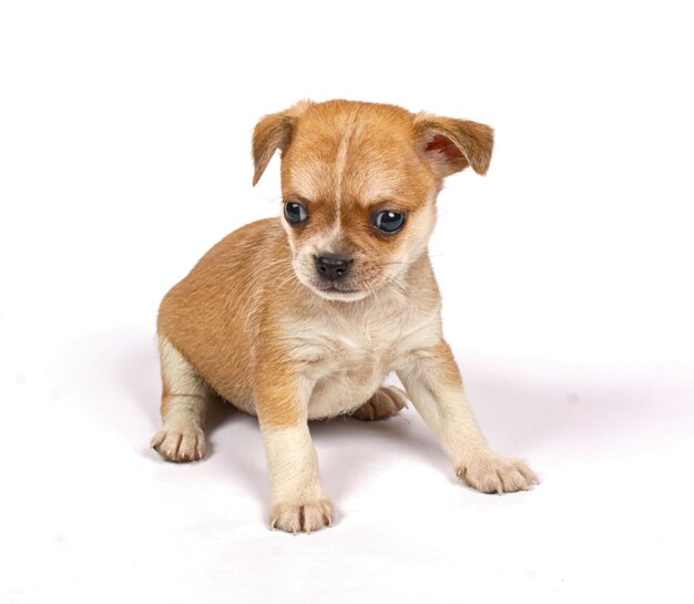 Kleine chihuahua-puppy