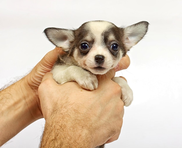 Kleine chihuahua-puppy