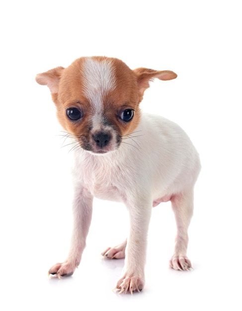 kleine chihuahua tegen een witte achtergrond