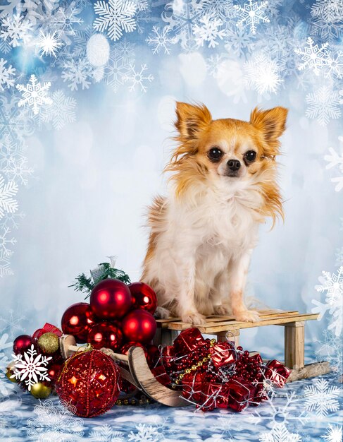 Kleine chihuahua voor Kerstmisachtergrond