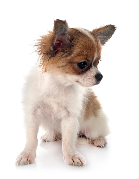 Kleine chihuahua voor witte achtergrond