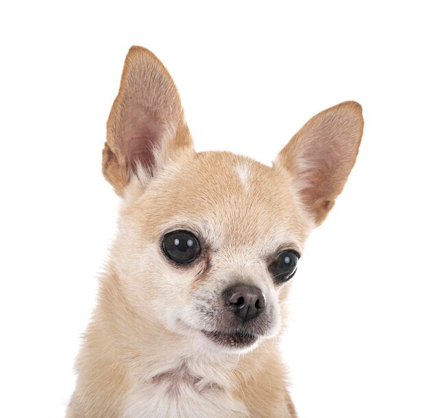 Kleine chihuahua voor witte achtergrond