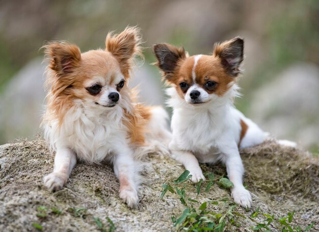 Kleine chihuahuas die buiten ontspannen