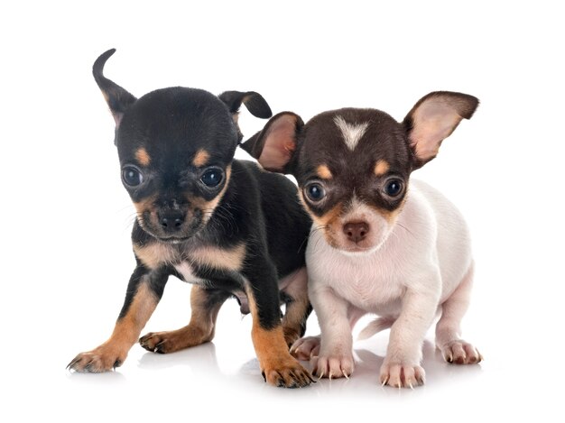 Kleine chihuahuas geïsoleerd op wit