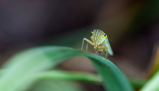 Kleine cicade op een blad van een gras