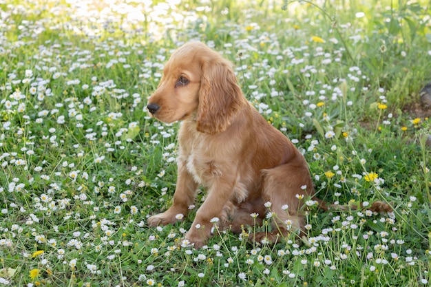 Kleine cocker spaniel hond met mooie blonde haren op het groene gras