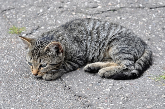 Kleine Cyperse kat liggend op de stoep weg op straat