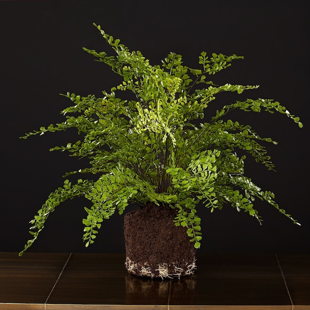 Kleine decoratie plantjes in een glazen flesje terrarium flesje bos in een potje