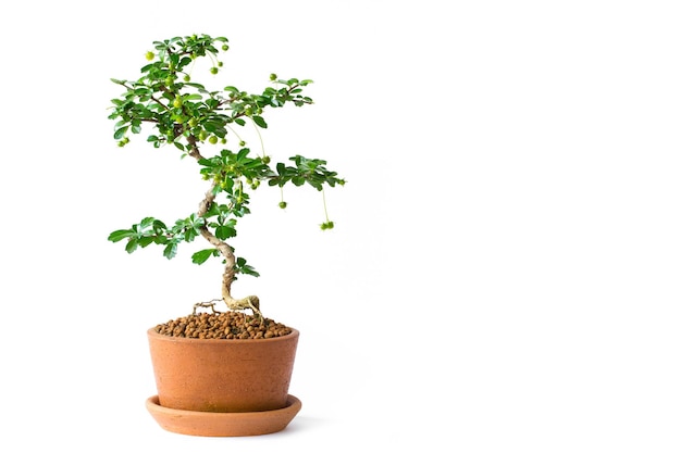 Kleine decoratieve boom op witte achtergrond Kleine bonsai boom in de potten van klei