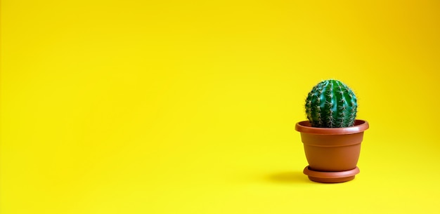 Kleine decoratieve Cactus in Pot. Kamerplant. Minimalisme concept.