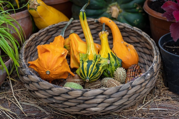 Kleine decoratieve pompoenen in een rieten mand