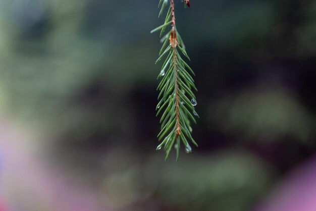 kleine dennenboom in een groen bos