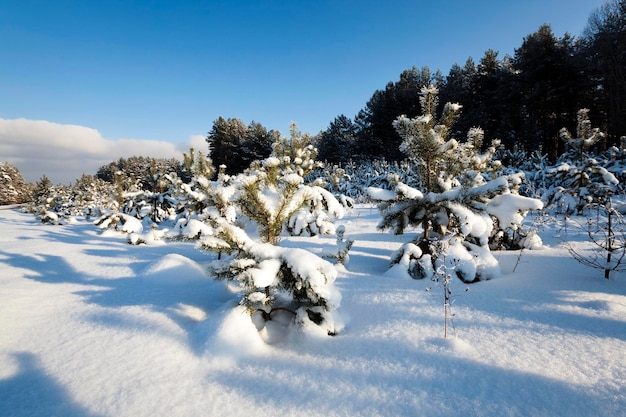 Kleine dennensneeuw