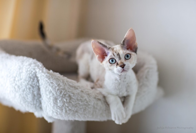 Kleine devon rex kitten ligt op een bank