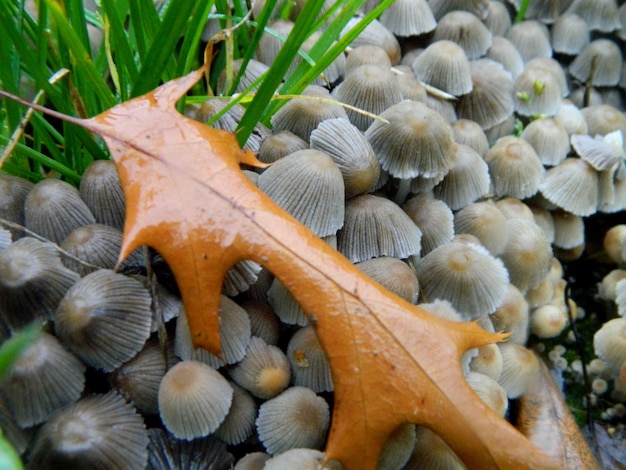 Kleine donkere paddenstoelen strijden om ruimte op de grond foto van hoge kwaliteit