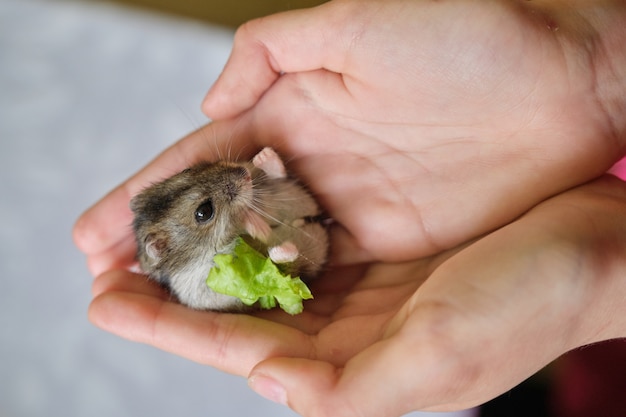 Kleine donzige grijze dzungarian-hamster die groen blad van sla in kindhand eet