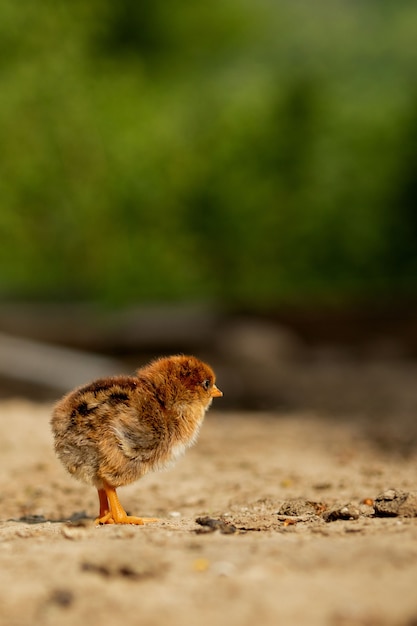 Kleine donzige kip in de tuin