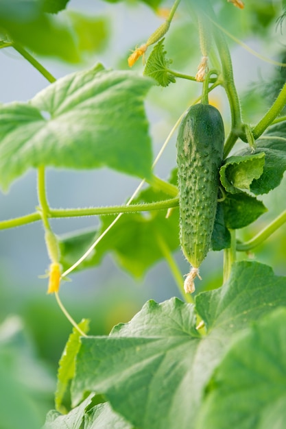 Kleine doornige komkommers groeien op een tak in een kas. Omgeven door bladeren blijft de bloem behouden.