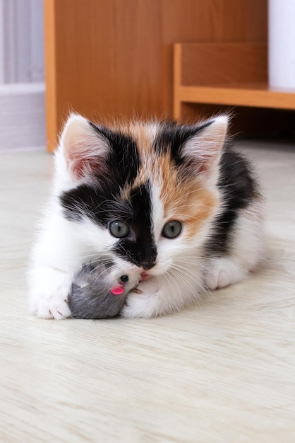 Kleine driekleurige kitten spelen met speelgoed