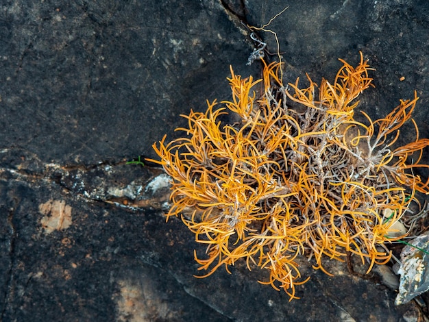 Kleine droge gele bergplant van bovenaf gefotografeerd op een zwarte gebarsten rots