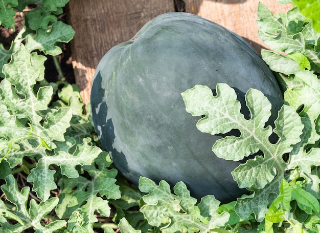 Kleine duidelijke watermeloen in de tuin op houten planken