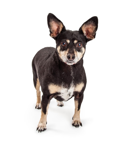 Kleine Dwergpinscher Chihuahua kruisingshond