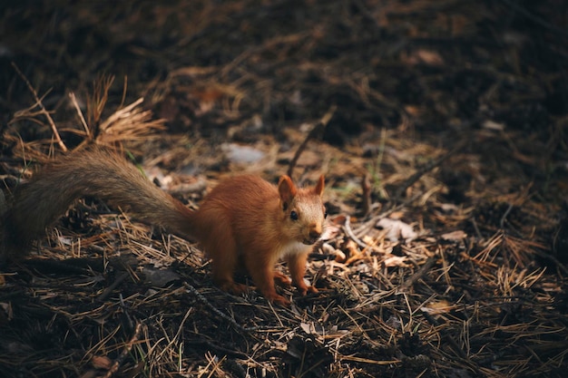 Kleine eekhoorn bos loopt op de grond