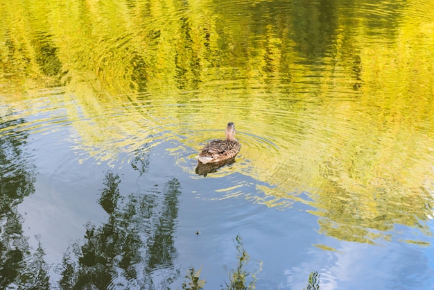 Kleine eend bij kalm meerwater met groene bezinning