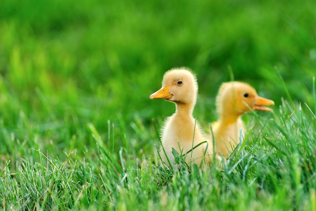 Kleine eend op de achtergrond van groen gras