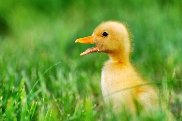 Kleine eend op de achtergrond van groen gras