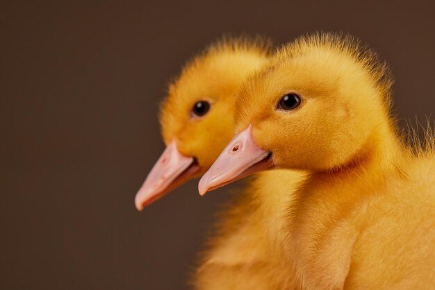 Kleine eendje close-up op een schone achtergrond ruimte voor tekst