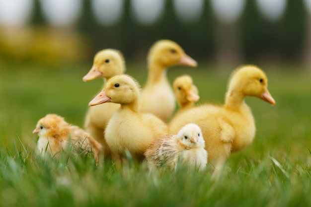 Kleine eendjes en kippen op groen gazon.