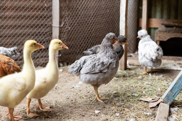 Kleine eendjes in de pluimveetuin