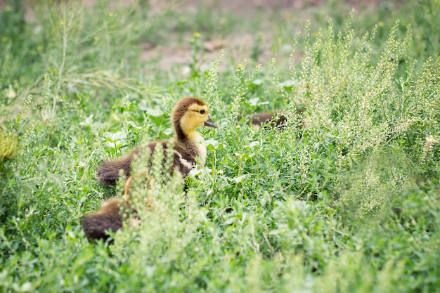 Kleine eendjes in groen gras, landbouw