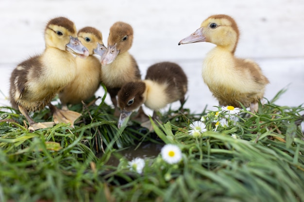 Kleine eendjes op groen gras