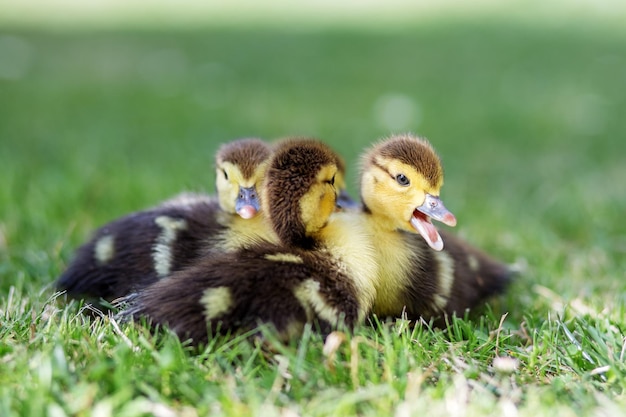 Kleine eendjes zitten op het gras het concept van huisdieren landbouw