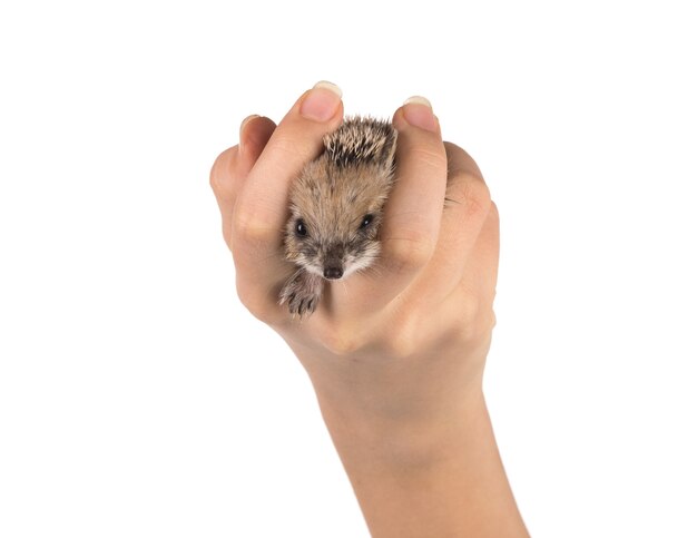 Kleine egel in de hand op een witte achtergrond