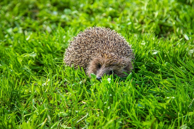 Kleine egel in de natuur.