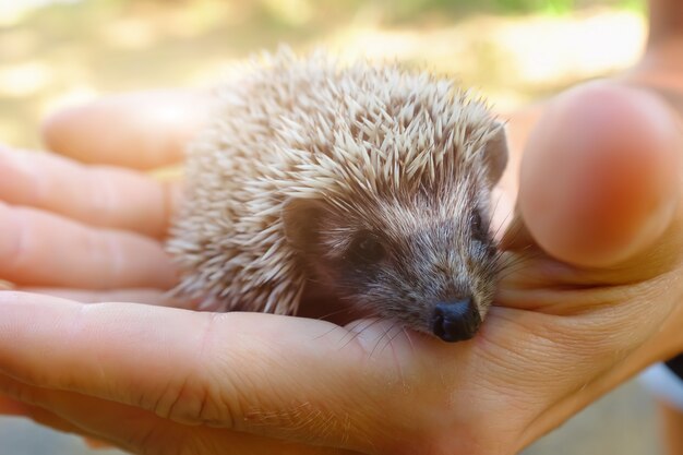 Kleine egel in vrouwelijke handen