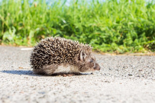 Kleine egel op de weg