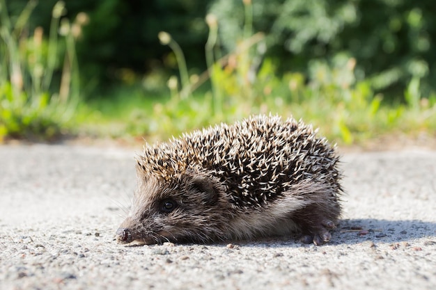 Kleine egel op de weg