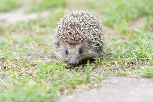 Kleine egel op het gazon met groen gras