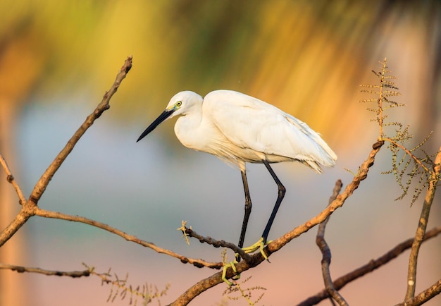 Kleine egret die op een tak zit