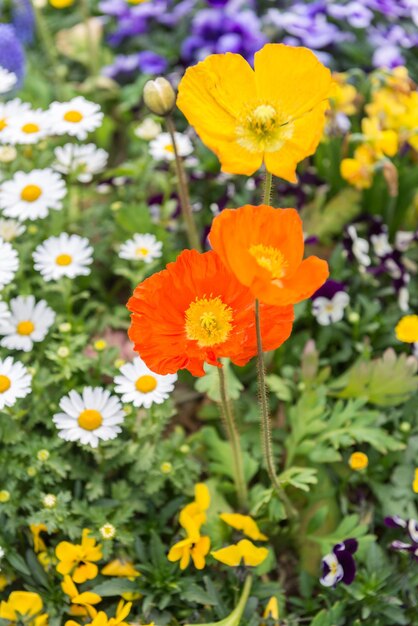 Kleine en kleurrijke bloemen in een tuin in het centrum van Seoul39, Zuid-Korea