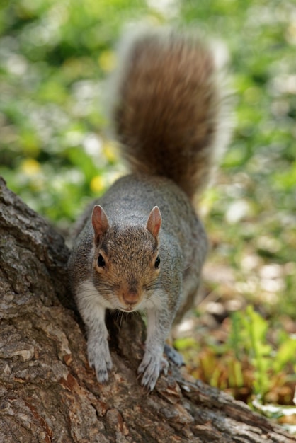 Kleine en nieuwsgierige eekhoorn werd afgebeeld in het park bij de National Mall in Washington DC, VS. Het dier heeft een ongelooflijk mooie en pluizige staart. Het was op zoek naar wat noten en eten.