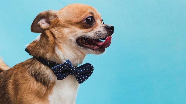 Foto kleine en schattige hond met blauwe strik