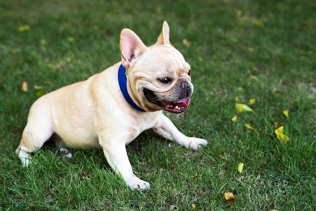 Kleine Franse bulldog gelukkig in grasveld